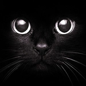 Коты и суеверия