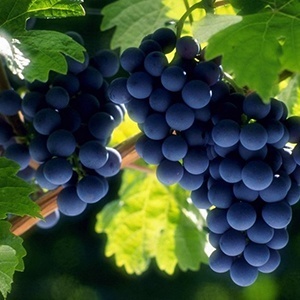 Гадание по винограду