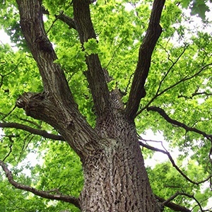 Магические и целебные свойства деревьев