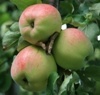 Гадание по яблокам