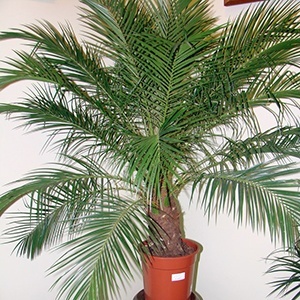 Можно ли дома выращивать финиковую пальму и приметы?