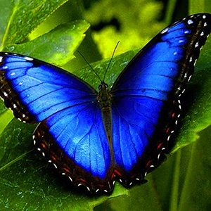 Бабочка пророчит любовь и богатство
